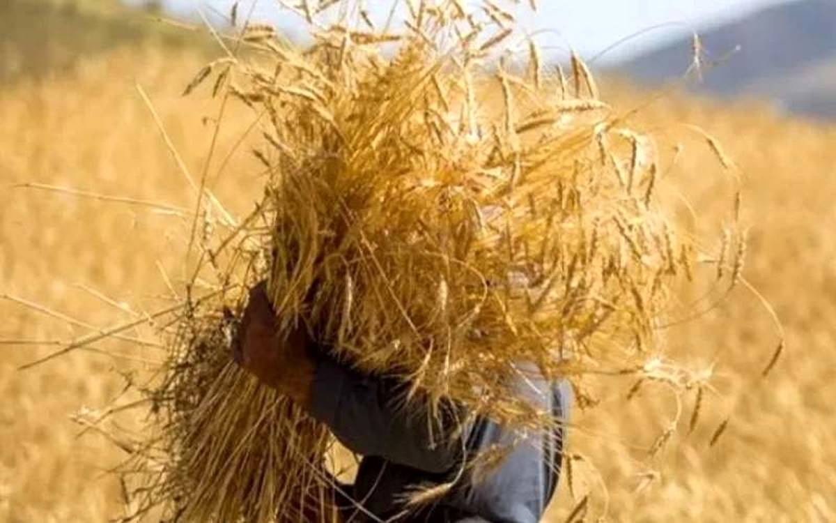 قیمت خرید تضمینی گندم چه زمانی اعلام میشود؟