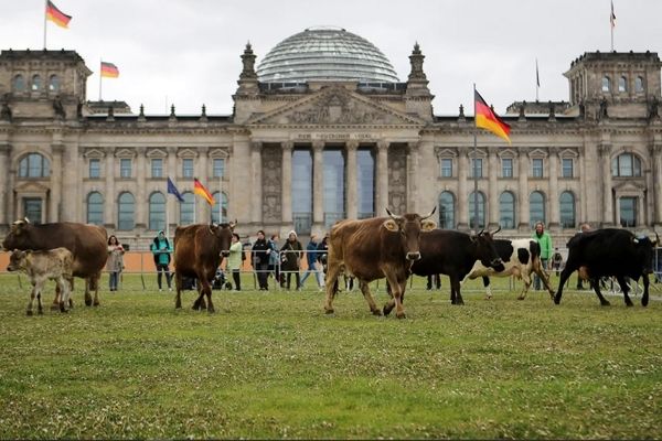 ببینید |‌ چریدن گاوها در محوطه پارلمان آلمان