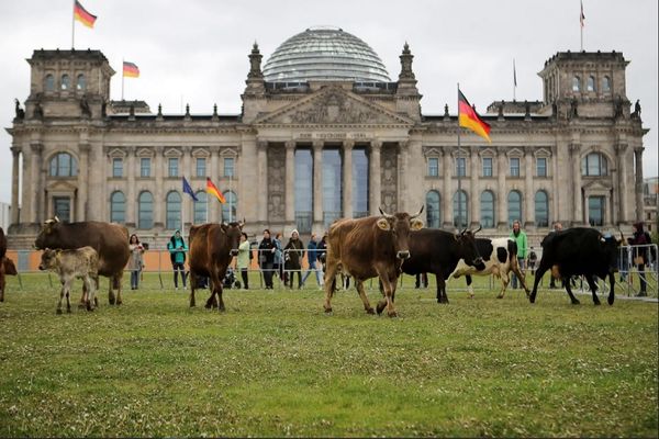 ببینید |‌ چریدن گاوها در محوطه پارلمان آلمان